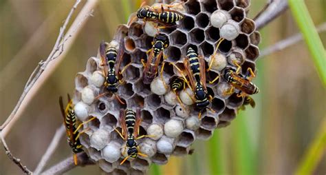 Hornets Wasps And Bees Differences Identification And More