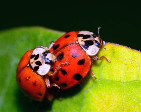 Mating Ladybugs Stock Image Image Of Insect Wildlife 32819123
