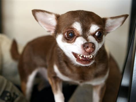 23 Why Do Chihuahuas Bite Their Feet L2sanpiero
