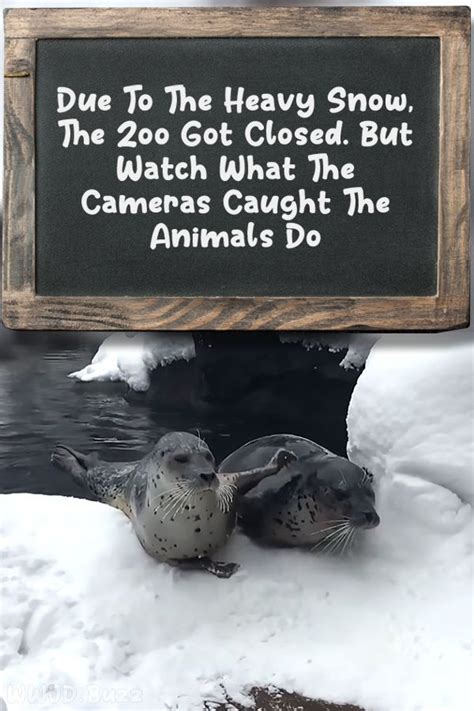 Due To The Heavy Snow The Zoo Got Closed But Watch What The Cameras