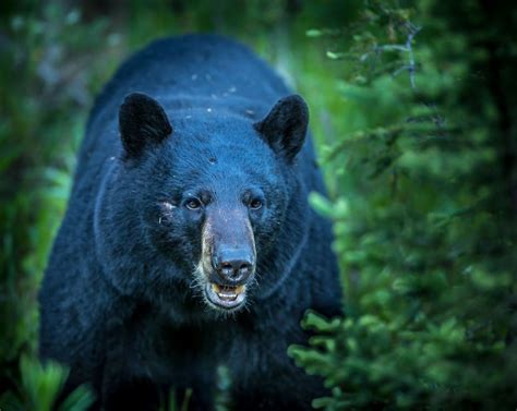 Free Stock Photo Of Animal Bear Black Bear