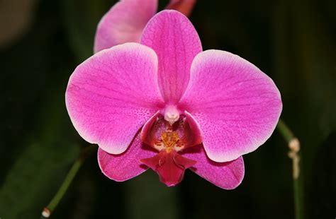 Fileorchid Phalaenopsis Hybrid