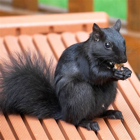 7 pictures of unusual all black animals Have you ever thought about a