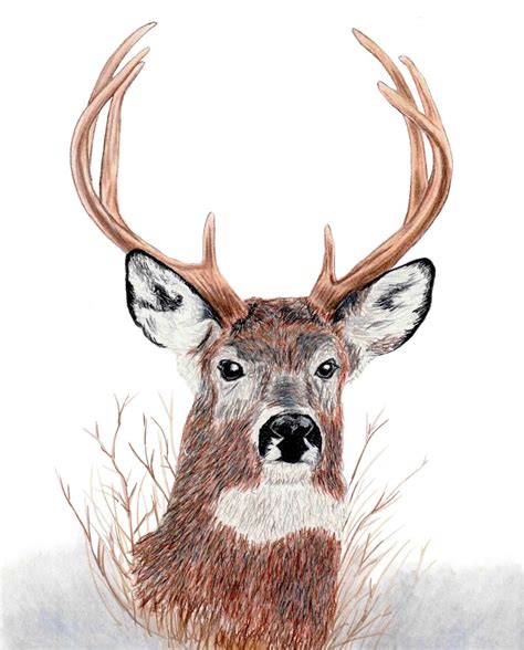 Whitetail Deer Drawing Etsy