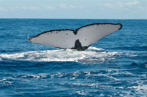 Once Close To Extinction Western South Atlantic Humpback Population