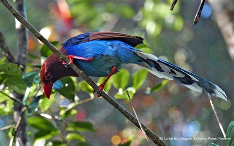 Sri Lanka Blue Magpie Sinharaja Forest Reserve Sri Lanka Flickr