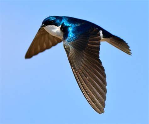 Летящая ласточка кто похудел Ласточка | Птица городская и береговая Ласточка | Птица городская и береговая Летящая ласточка кто похудел