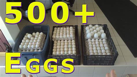 As one of toronto's lowest per capita income communities,. Food Bank Egg Donation... May 29, 2018 - YouTube