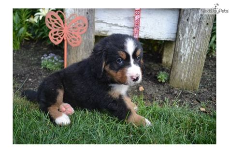 Thinking of adopting a bernese mountain dog mix, but aren't sure which one is a perfect fit? Bernese Mountain Dog puppy for sale near Akron / Canton ...