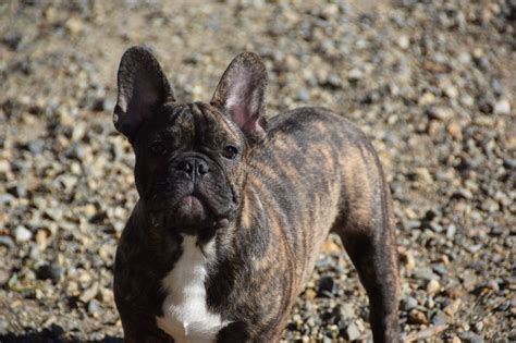The stay at home guide for parents. Mimile ntamack Des Gargouilles De Saint Sernin chien de ...