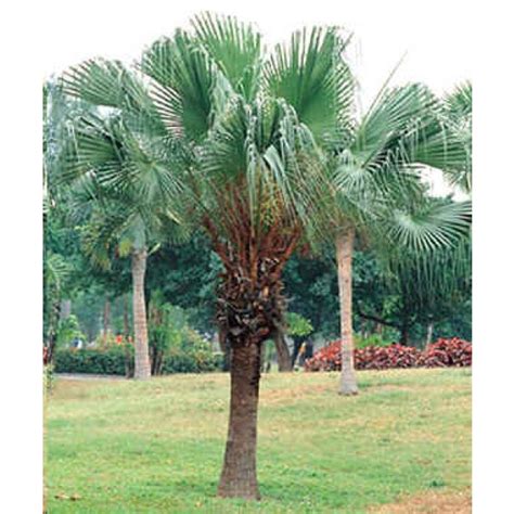 Buy Chinese Fan Palm Seeds Online Rarexoticseeds