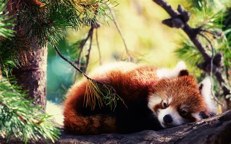 Download Animal Red Panda Hd Wallpaper