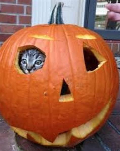 Top 10 Halloween Horror Cats In Pumpkins