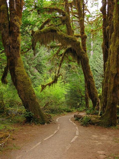 Hoh Rainforest Washington If You Have A Chance To See This Place Do