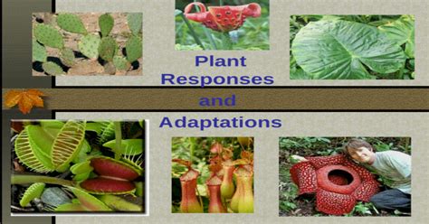 Plant Responses And Adaptations Plant Adaptations Plants Have