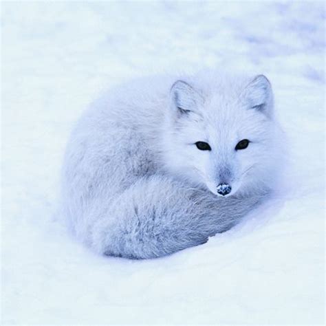 Are Arctic Foxes Threatened Whatodi