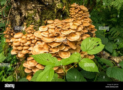 Honey Fungus Tree Hi Res Stock Photography And Images Alamy