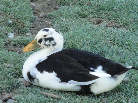 In general, ducks are more difficult to take brooders can easily be bought online or at a pet store. Ancona Duck | Ancona ducks, Duck breeds, Pet ducks