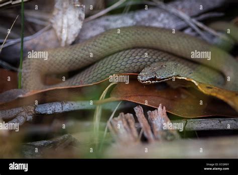 White Lipped Snake 1 Of 3 Venomous Species Of Snake On Tasmania