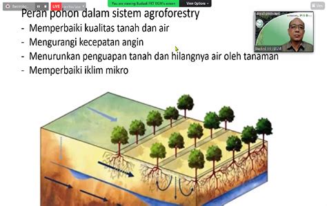 Berapa Jumlah Pohon Sawit Dalam 1 Hektar