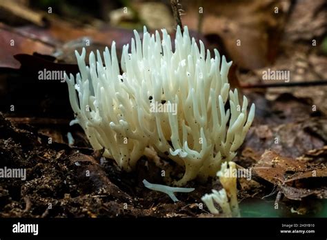White Coral Fungus Ramariopsis Kunzei Grows In The Forest During Fall