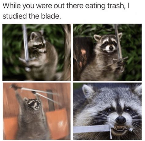 Morning Wake Up Call Fresh Animal Memes October 25th 2020 Raccoon
