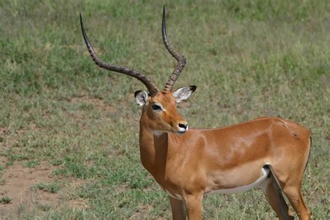 Africa Antelope Wildlife · Free Photo On Pixabay