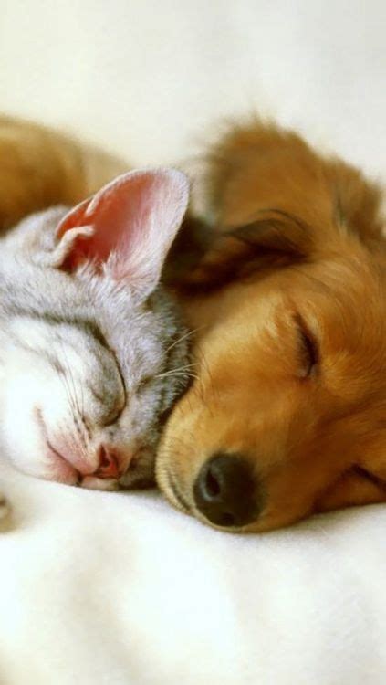 59 Best ♥ Cute Sleeping Cats And Dogs Together ♥ Images On
