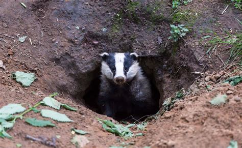 Badger Surveys For Development Collington Winter Environmental