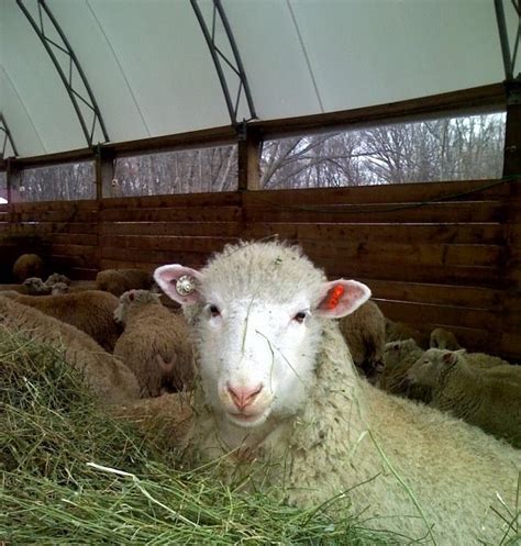 Year Old Married Man Caught Having Sex With A Sheep Photo