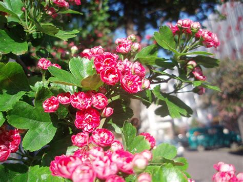 Heidegger, once invited four venerable friends to meet him in his study. Hawthorn Flowers - Flowerinfo.org