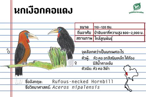 นกเงือกไทย 13 ชนิด