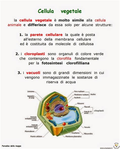 Paradiso Delle Mappe La Cellula Vegetale Scienza Scuola Media