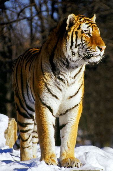 Siberian Tiger Standing In The Wild Tiger Facts And Information