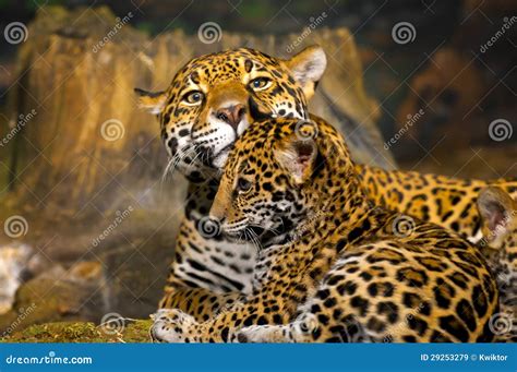 Jaguar Cubs Stock Image Image Of Jungle Danger Background 29253279