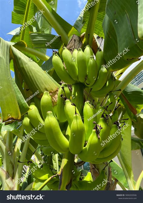 Bananas One Most Popular Fruits Worldwide Stock Photo 1800203506