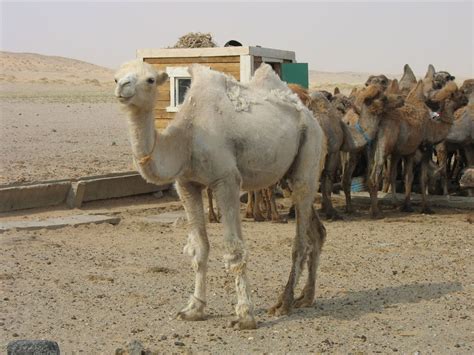 Nearly all of the estimated 1.4 million bactrian camels alive today are domesticated, but in october 2002 the estimated 950 remaining in the wild in northwest china and mongolia were placed on the critically. Pin on Uniqueness