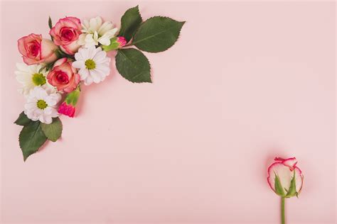 4k 5k Roses Chrysanthemums Closeup Pink Background Hd Wallpaper
