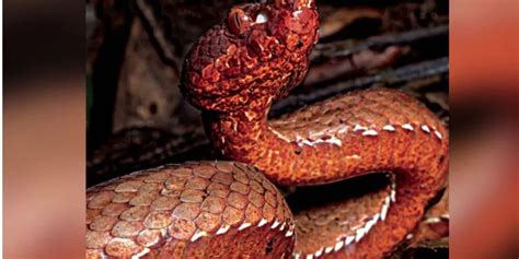 New Species Of Venomous Pit Viper Snake Spotted In Arunachal