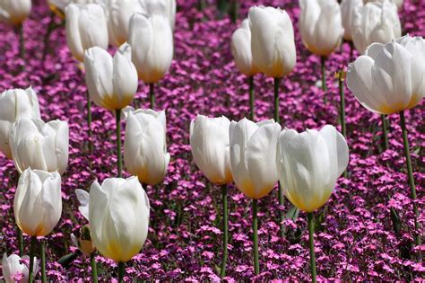 Musim Semi Tulip Putih Pink Foto Gratis Di Pixabay Pixabay