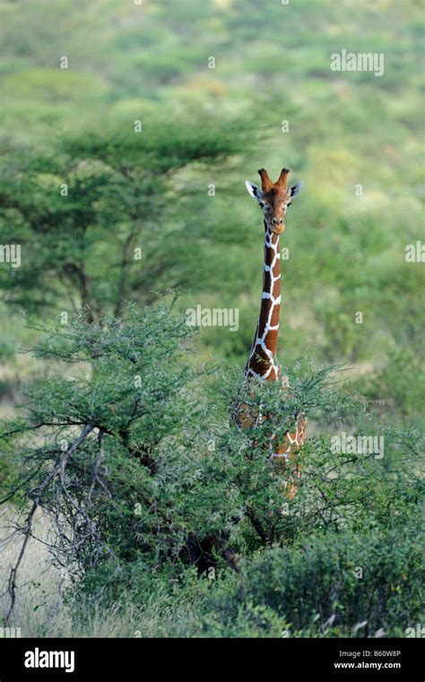 Somali Giraffe Or Reticulated Giraffe Giraffa Camelopardalis