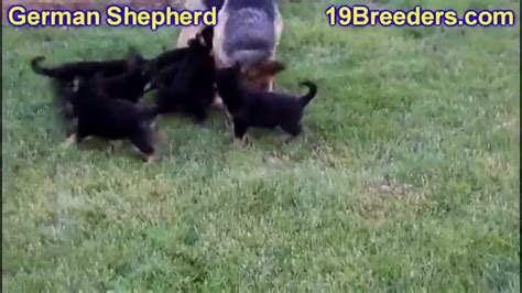 Gill german shepherds and police k9 academy, german shepherds, german shepherd police dogs, speciality dogs, police k9 training, breeding at von der haus gill kennel, we do not mass produce puppies. German Shepherd, Puppies, For, Sale, In, Indianapolis ...