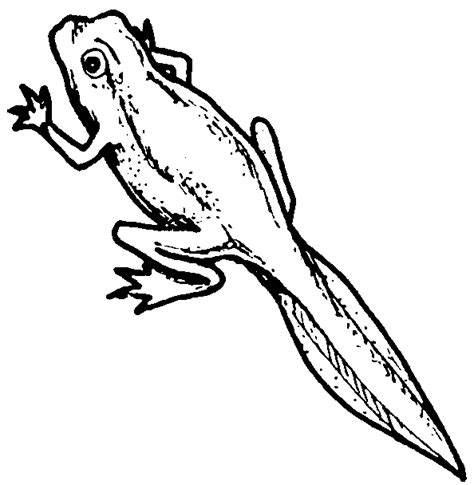 Tadpoles With Legs Clipart Images