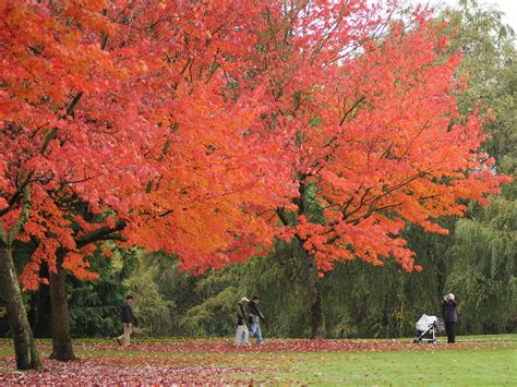 Ask vancouverbest of vancouver 2019 edition (self.vancouver). These are the most breathtaking spots to see fall foliage ...