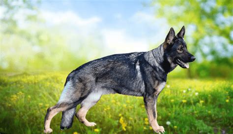Sable German Shepherd Interesting Facts Traits And History