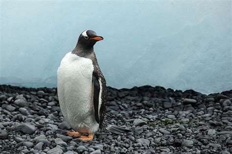 Gentoo Penguin Encyclopedia Westarctica