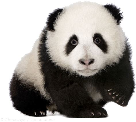 Baby Panda Png Download Image Panda Cub No Background Clipart Large