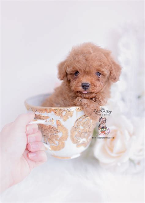 Tiny Red Toy Poodle Puppy Teacup Puppies 320 A Teacup Puppies Toy