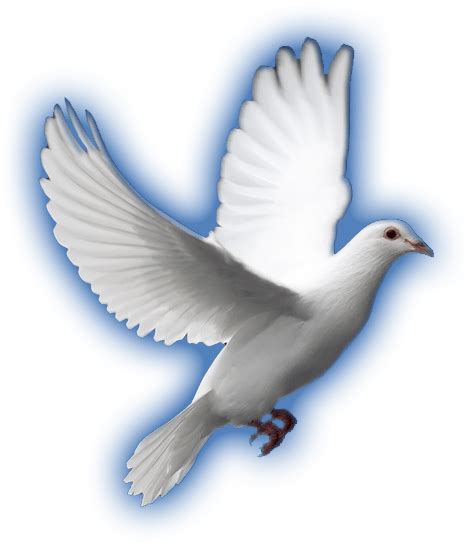 White Dove Png Transparent Images Png All