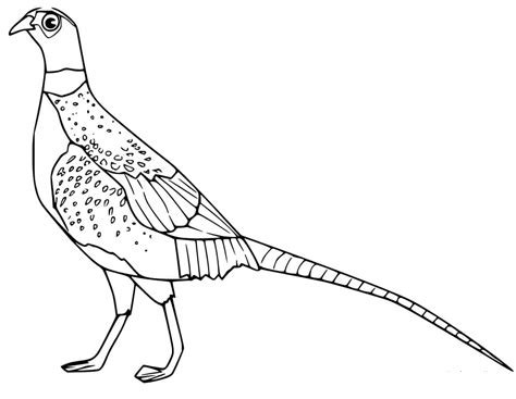 Adorable Pheasant Coloring Page - Free Printable Coloring Pages for Kids